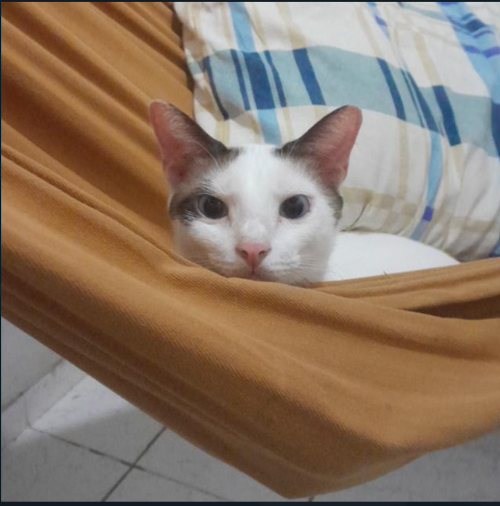 gato